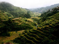 Banaue Rice Terraces (Photo by Ecogarden)